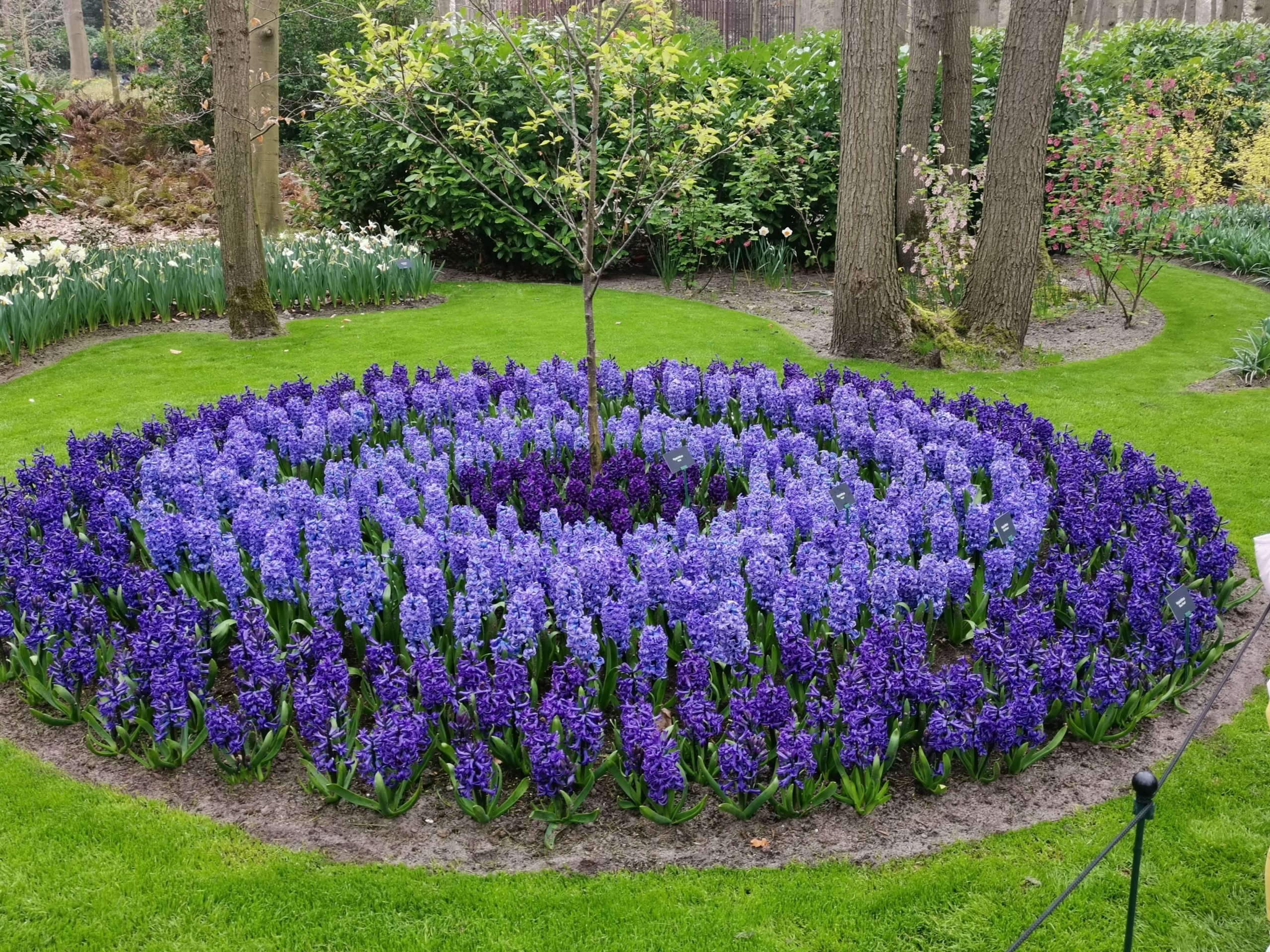 Keukenhof opet