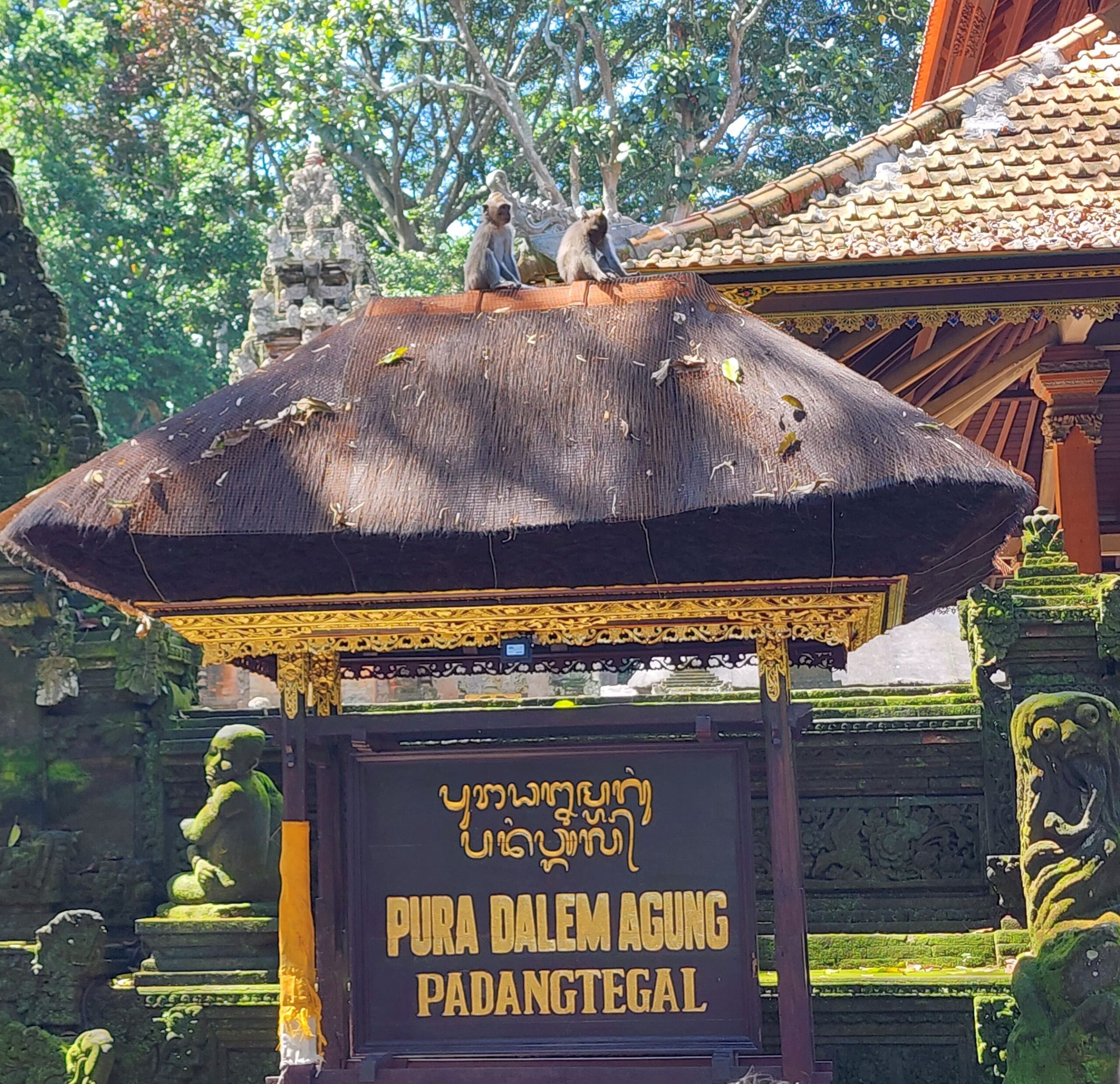 ŠUMA MAJMUNA UBUD BALI