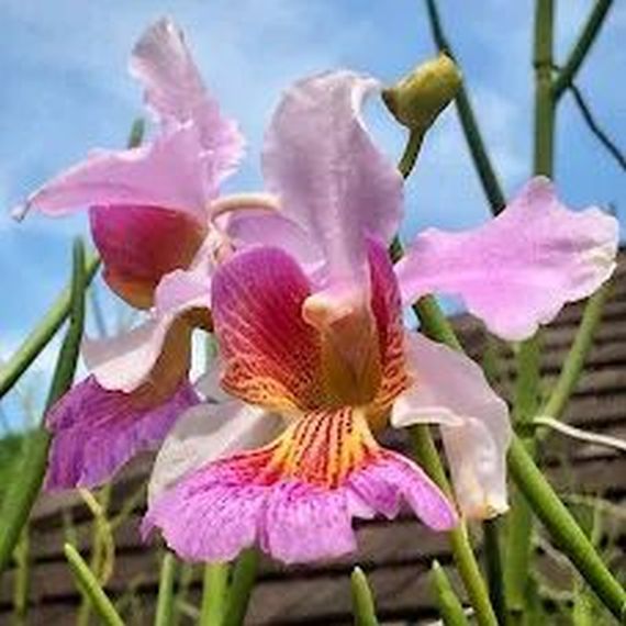 Vanda-papilionanthe-Miss-Joaquim